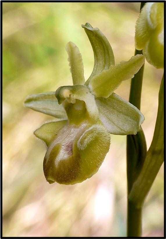 Ophrys del Gargano